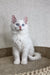 Adorable White fluffy Maine Coon kitten with striking blue eyes sitting upright