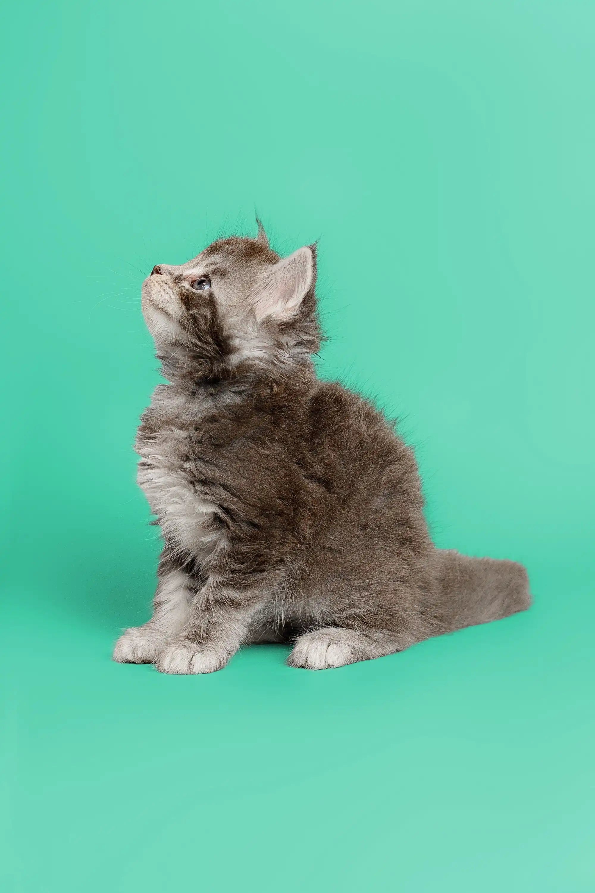 Maine Coon Kittens for Sale Assol | Kitten