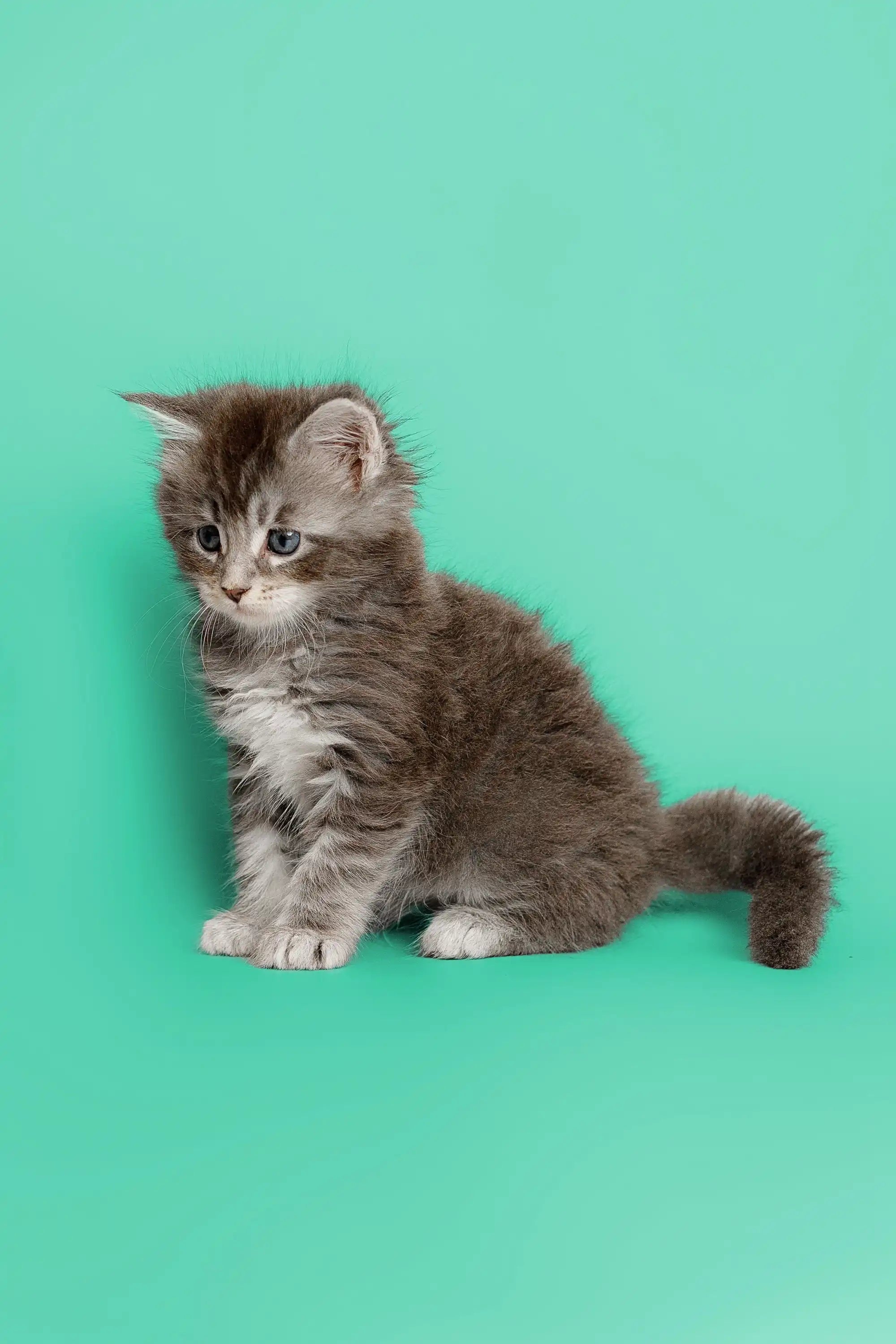 Maine Coon Kittens for Sale Assol | Kitten