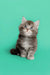 Fluffy gray and white Maine Coon kitten sitting upright, super cute and playful