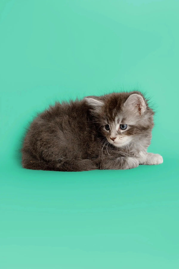 Fluffy gray Maine Coon kitten sitting cute with paws tucked underneath