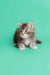 Gray and white fluffy Maine Coon kitten sitting with paws outstretched, super cute!