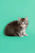 Fluffy gray Maine Coon kitten with bright eyes against a solid background