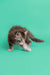 Playful Gray and White Tabby Maine Coon Kitten in a cute pose for Assol