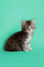 Fluffy gray and white Maine Coon kitten sitting upright, super cute and playful