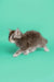 Gray and white fluffy Maine Coon kitten in a playful stance, ready for fun