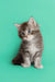 Fluffy gray and white Maine Coon kitten sitting upright and looking adorable