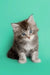 Fluffy gray and white Maine Coon kitten with bright blue eyes in Assol product