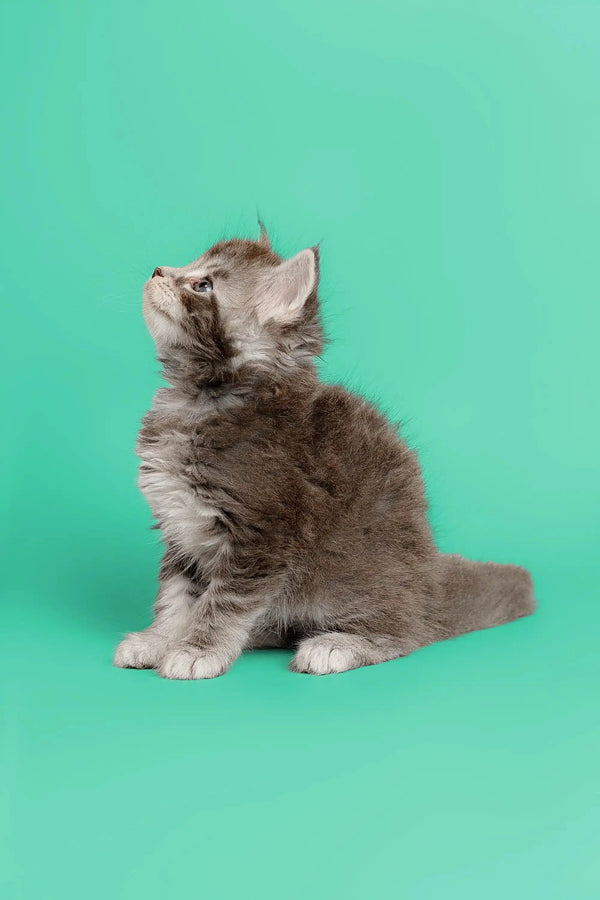 Fluffy gray Maine Coon kitten sitting and looking up, adorably curious and playful