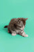 Gray and white tabby Maine Coon kitten in a playful crouch ready for fun