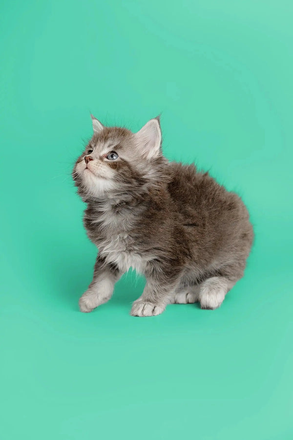 Fluffy gray Maine Coon kitten looking upward, adorable and curious