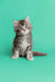 Adorable gray and white Maine Coon kitten sitting upright, super cute and playful