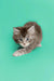 Fluffy gray and white Maine Coon kitten stretching forward in Assol product