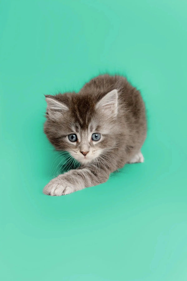 Fluffy gray and white Maine Coon kitten stretching forward in Assol product