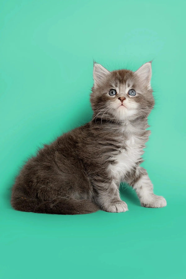 Fluffy gray and white Maine Coon kitten sitting upright, looking adorable and curious