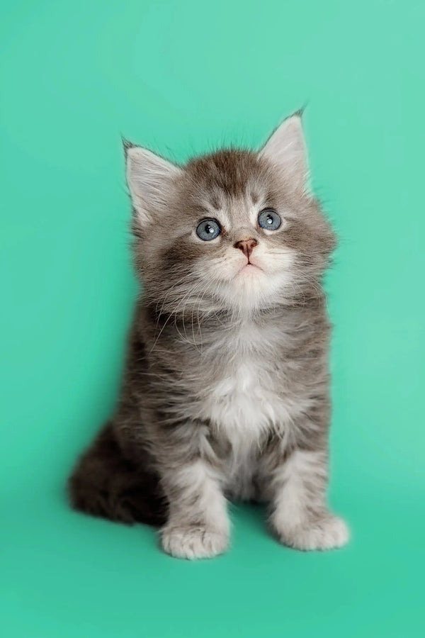 Fluffy gray and white Maine Coon kitten with bright blue eyes for Assol