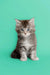 Gray and white tabby Maine Coon kitten sitting upright, cute and playful