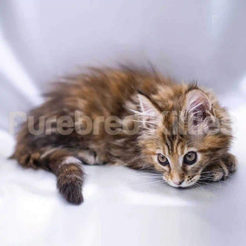 Maine Coon Kittens for Sale Assoll | Kitte