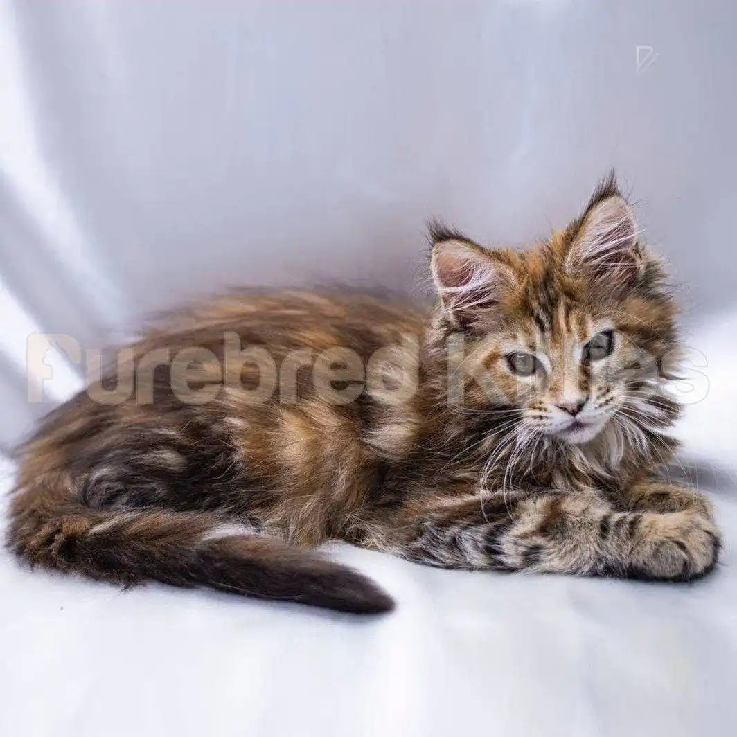 Maine Coon Kittens for Sale Assoll | Kitte