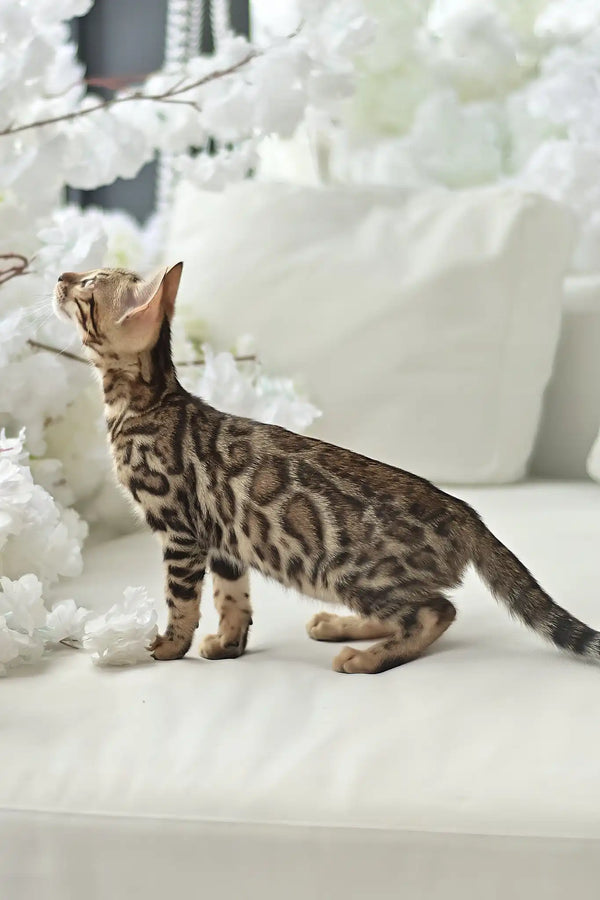 Asti | bengal kitten
