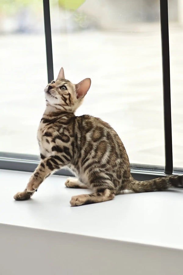 Asti | bengal kitten