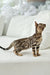Asti | bengal kitten