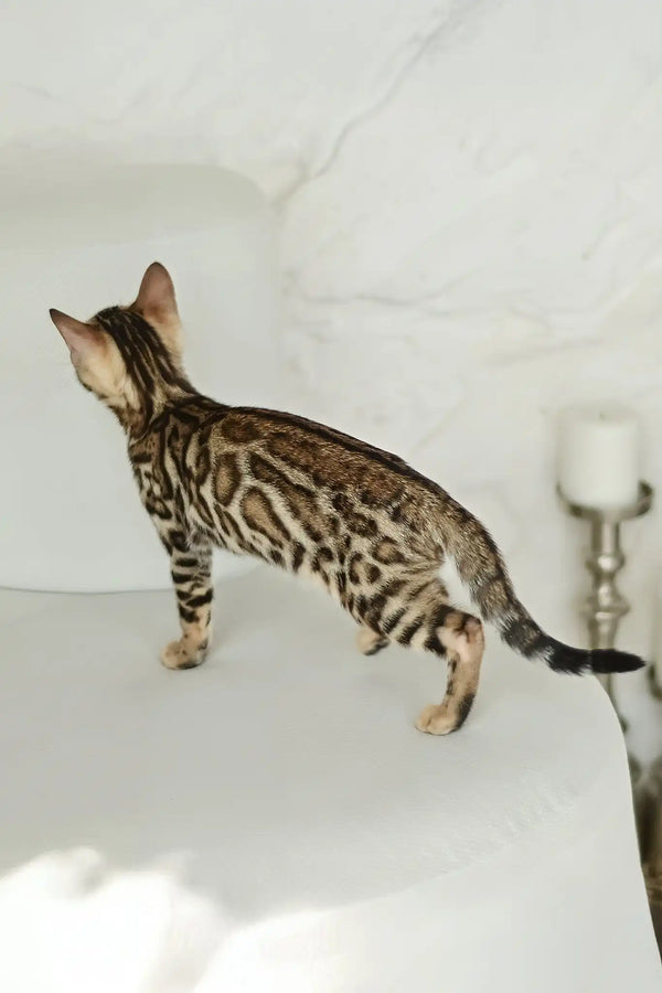 Asti | bengal kitten