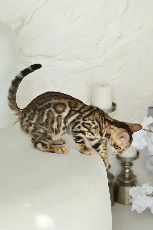 Asti | bengal kitten