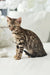 Asti | bengal kitten