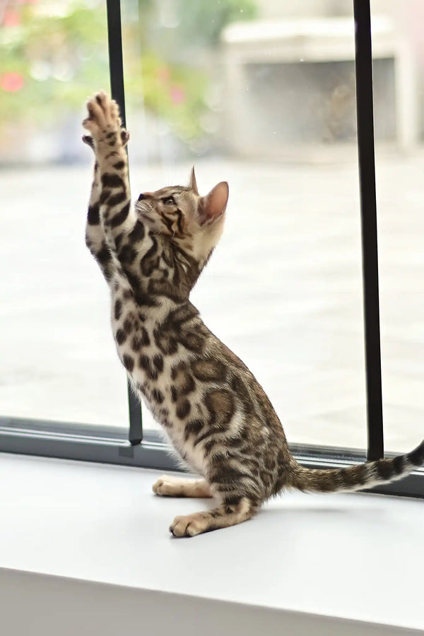 Asti | bengal kitten