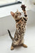 Asti | bengal kitten