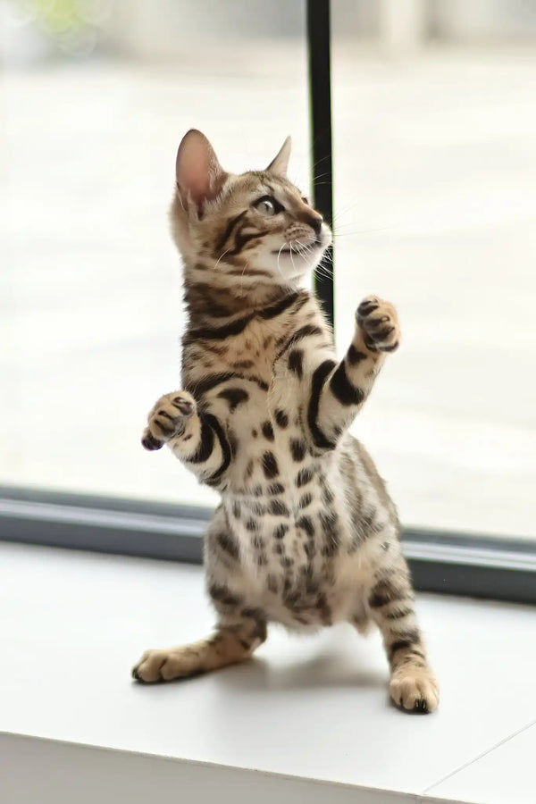 Asti | bengal kitten