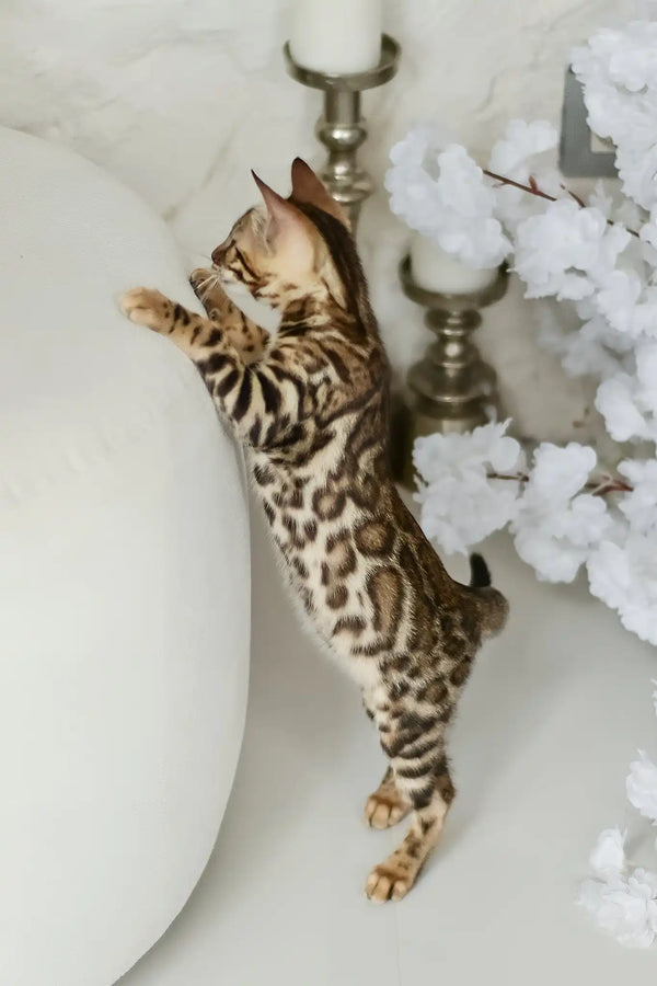 Asti | bengal kitten