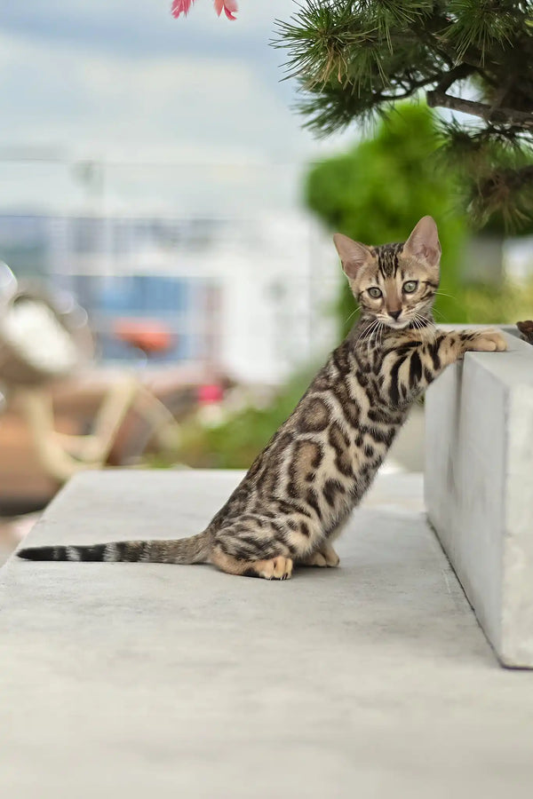 Asti | bengal kitten