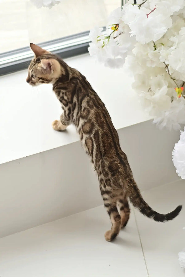 Asti | bengal kitten