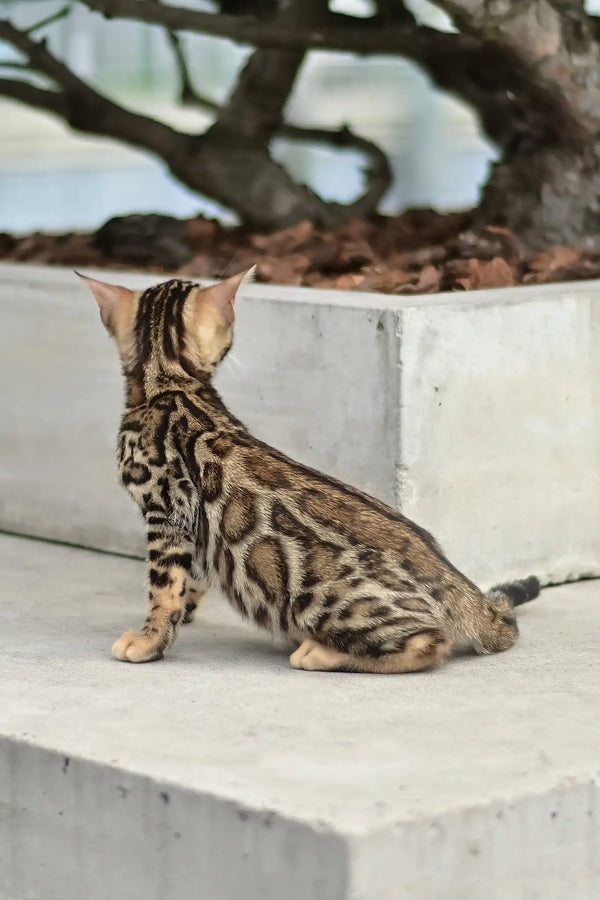 Asti | bengal kitten