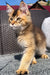 Fluffy golden Maine Coon kitten with pointed ears and a curious expression