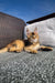 Fluffy orange Maine Coon kitten lounging on a textured surface, showcasing its golden fur