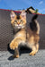 Adorable Golden Maine Coon kitten with fluffy fur and alert expression