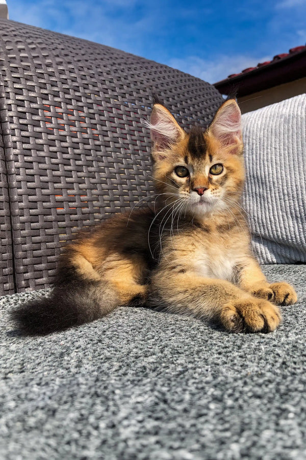 Adorable tabby kitten chilling on outdoor furniture next to a Golden Maine Coon