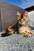 Calico kitten relaxing on outdoor furniture near a Golden Maine Coon Kitten