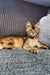 Calico kitten relaxing on a soft surface near a Golden Maine Coon kitten