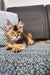 Adorable calico kitten with bright eyes lounging on a textured surface next to a Golden Maine Coon