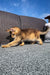 Fluffy golden Maine Coon kitten stretching on textured surface, named Aston