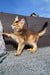 Playful Golden Maine Coon kitten standing on hind legs, showcasing its adorable golden fur