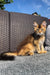 Fluffy golden Maine Coon kitten lounging on cushioned outdoor furniture