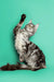 Playful Maine Coon kitten with raised paw on a solid background, showcasing silver tabby