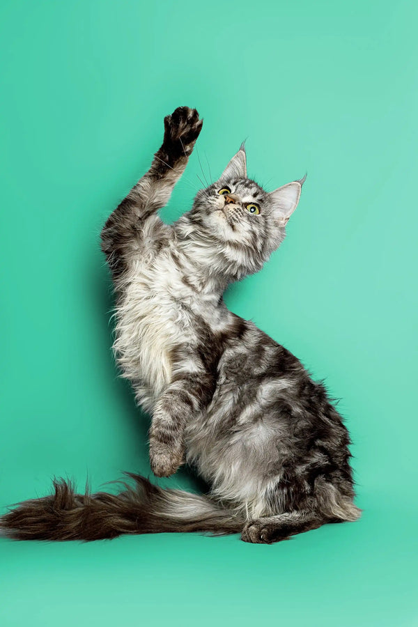 Playful Maine Coon kitten with raised paw on a solid background, showcasing silver tabby