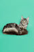 Long-haired Maine Coon kitten, playful silver tabby with a fluffy tail lying down