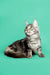 Gray and white long-haired Maine Coon kitten sitting attentively as a silver tabby